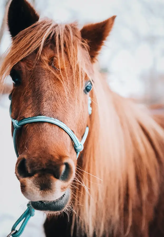Pferdegestützte Therapie Bild
